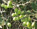 olive-281351.jpg