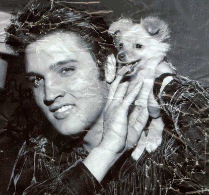elvis-presley-202820.jpg