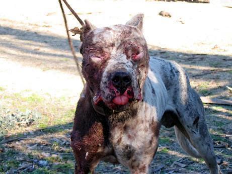 FILA BRASILEIRO JABALI fila brasileiro jabali: